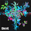 Chervil